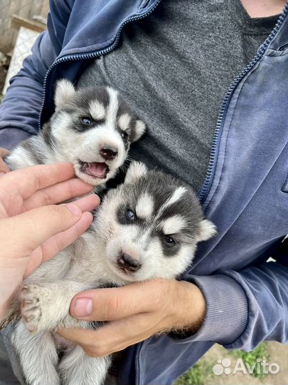 Сибирский хаски