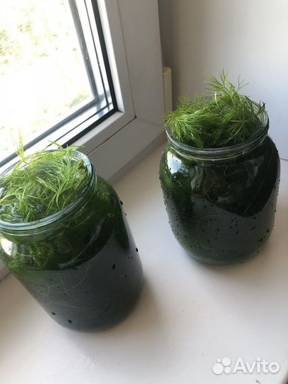 Роголистник