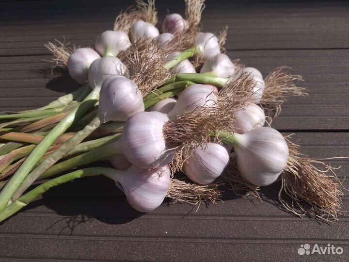 Чеснок летний