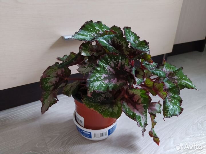 Бегония рекс и чёрная мамба