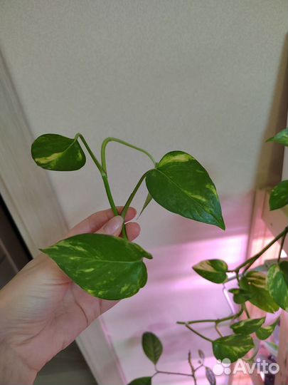 Сциндапсус (эпипремнум)