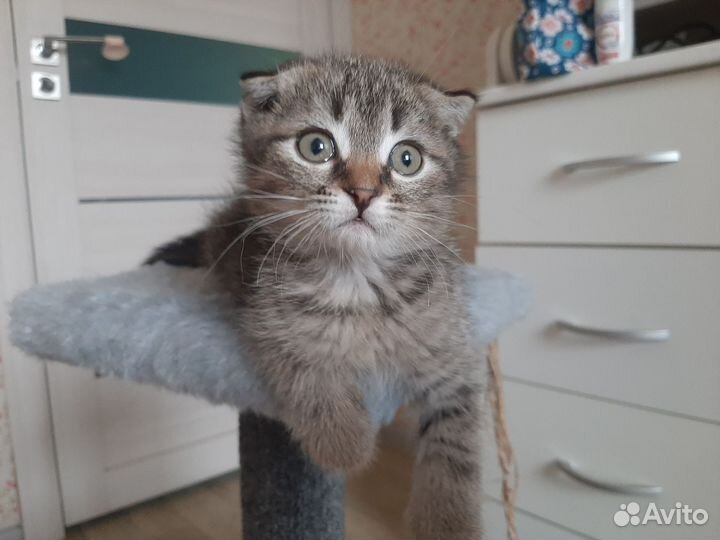 Котята в добрые руки мальчики