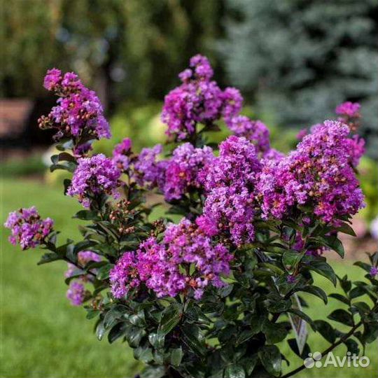 Лагерстремия Черничная