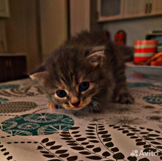 Продам катëнка, от британки и Сибирского кота