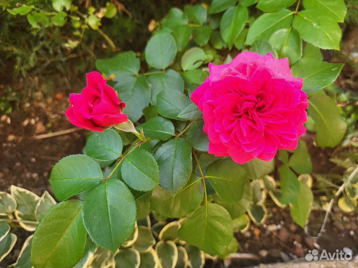 Растения для сада