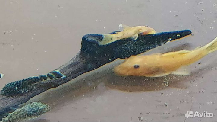 Анциструс красный малек 3см аквариумный сомик