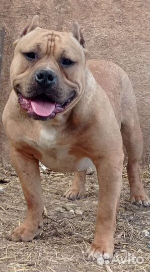 Амбулли- кобель и щенки под резерв