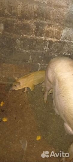 Поросята