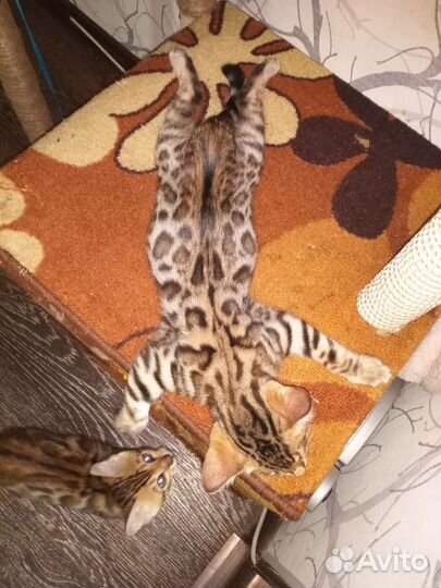 Бенгальские котята