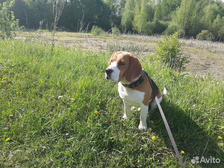 Вязка собак