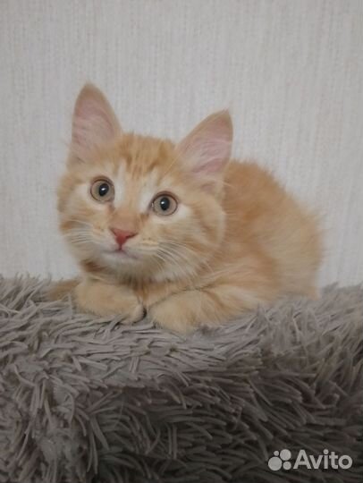 Кошка в дар