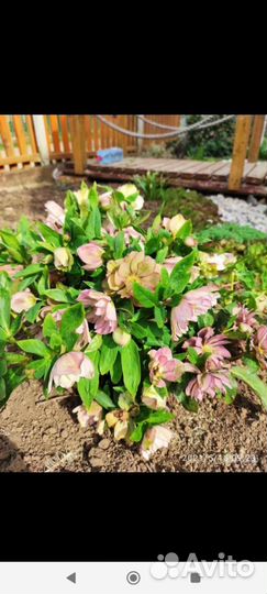 Морозник махровый