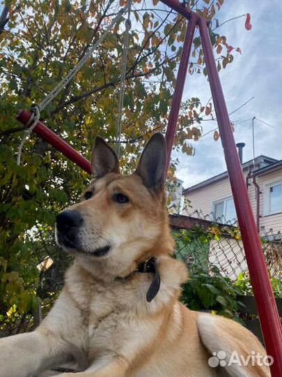 Собака бесплатно