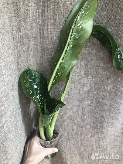 Ароидные, суккуленты