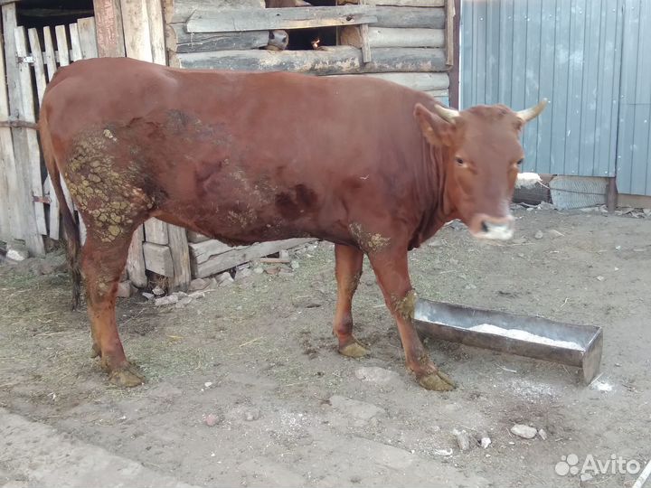 Телка и бычки