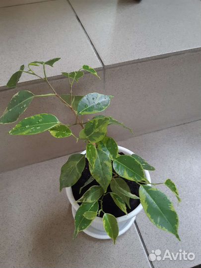 Фикус бенджамина