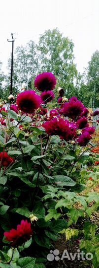 Корни георгин