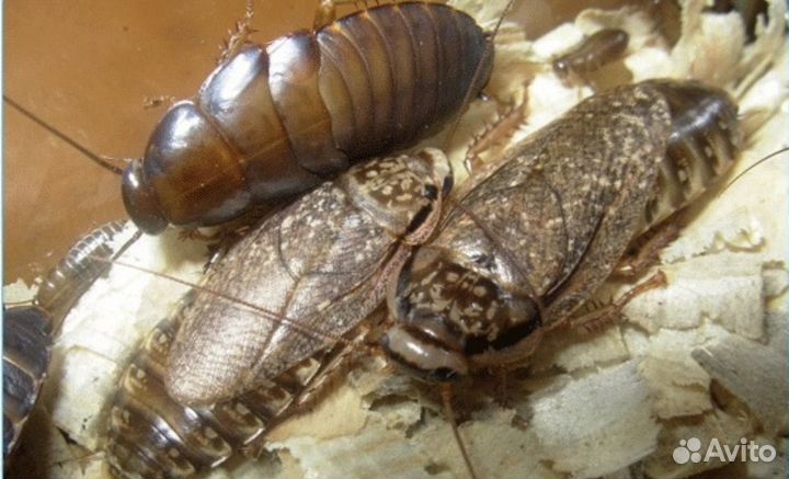 Продам таракана мраморного (кормовые насекомые)