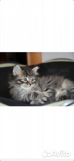 Котята