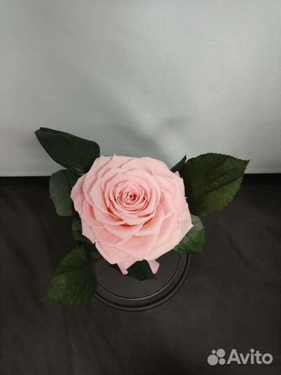 Роза в колбе оптом