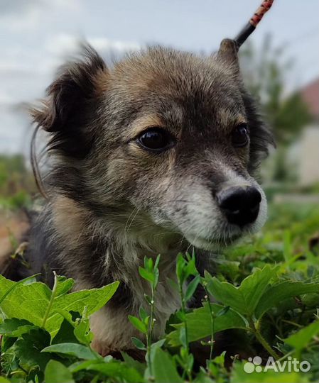 Бесплатно Маленький пёсик кастрированный