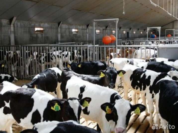 Бычки телята для откорма