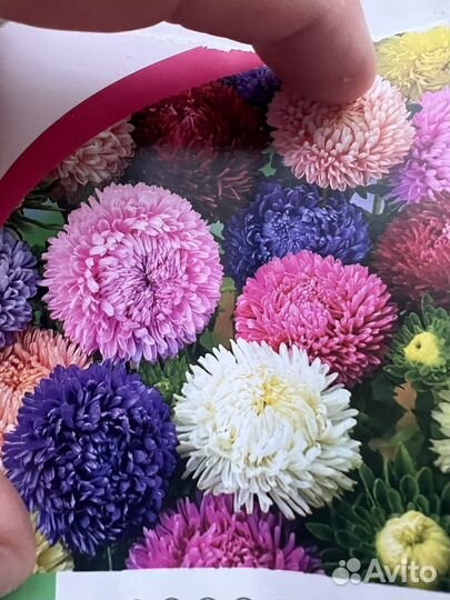 Астра рассада