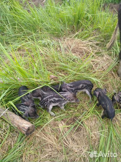 Поросята венгерской мангалицы