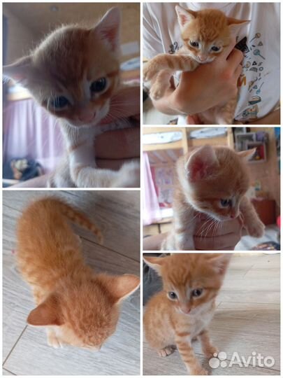 Красивые котята мышеловки в добрые руки