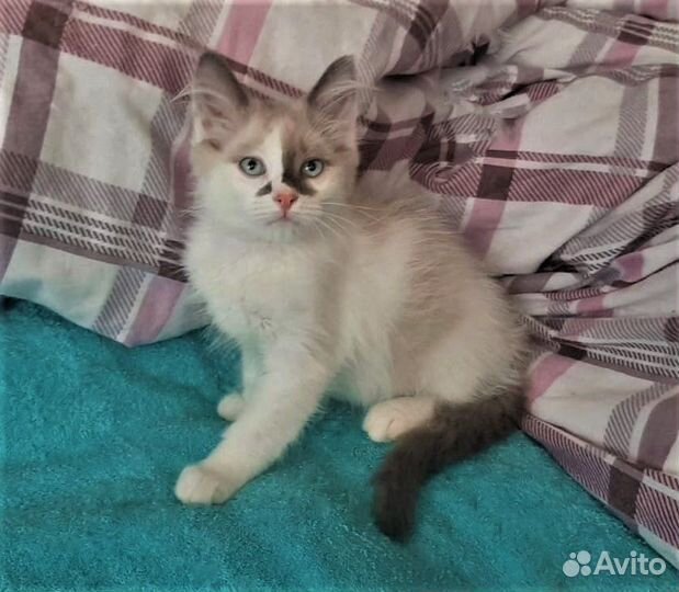 Разноцветные котята в ответственные руки