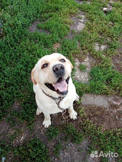 Щенки лародоров