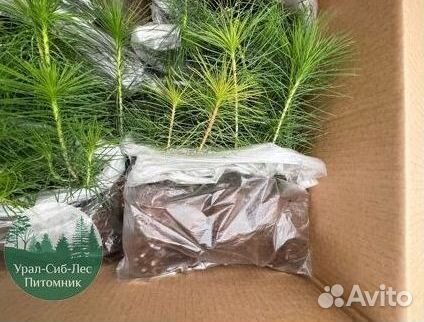 Зкс Сосна сеянцы Ели Лиственницы окс Голуб Горная