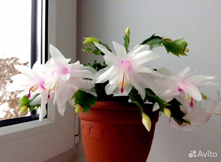 Декабрист шлюмбергера