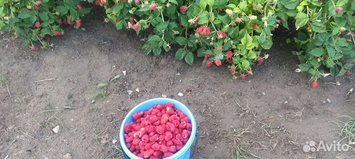Малина ремонтантная