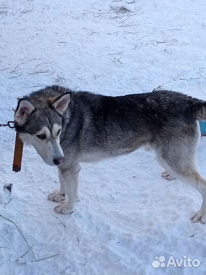Аляскинский маламут