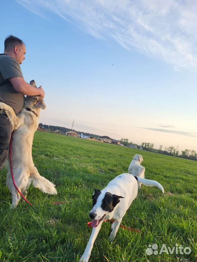 Передержка собак