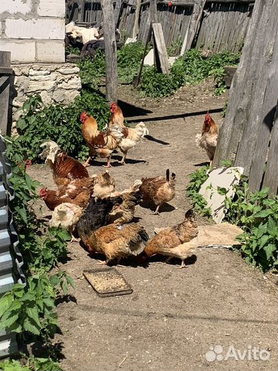 Продам петуха