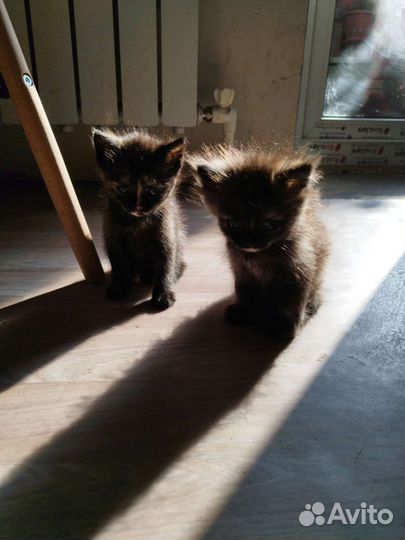 Кошка в дар бесплатно