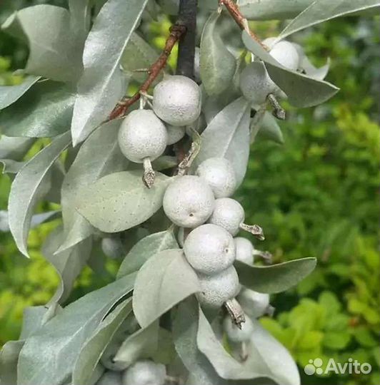 Лох серебристый (Elaeagnus commutata)
