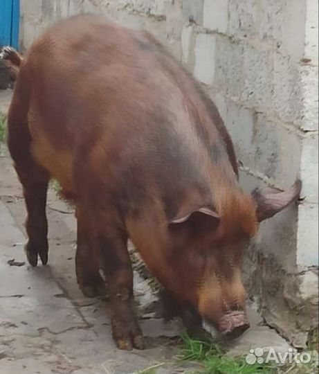 Услуги хряка