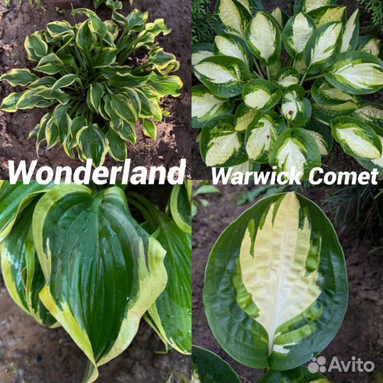 Хосты из моего сада