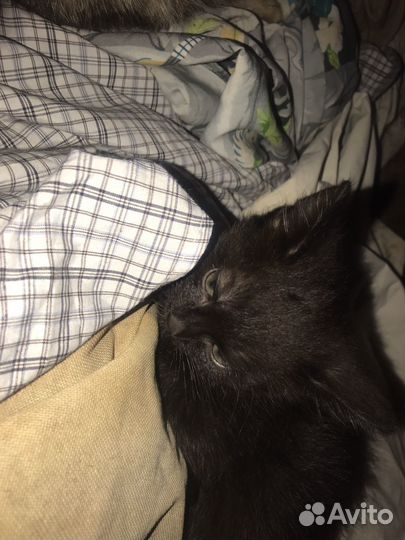 Котёнок 2 месяца мальчик