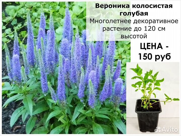 Многолетние декоративные кусты и цветы цены от