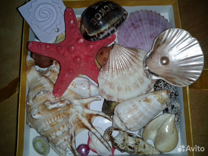 Раковины морские