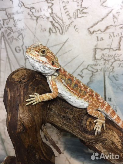 Бородатая агама / Ящерица / Эублефар / Комплект