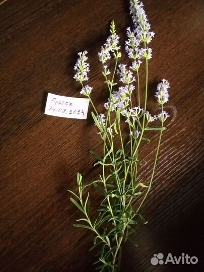 Лаванда домашняя