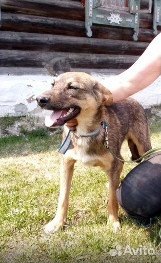 Щенок Каспер