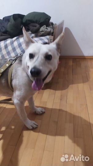 Межгалактический собакен ищет хозяина