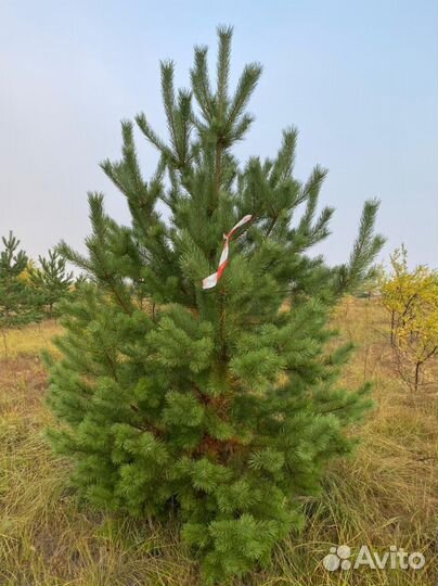 Саженцы Оптом Сосны/Ели
