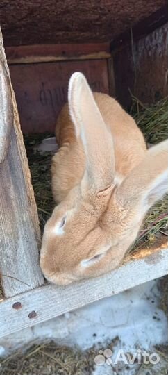 Продам кроликов